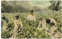 pc_1915_0001